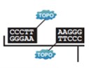 TOPO-Bluntクローニングサイト
