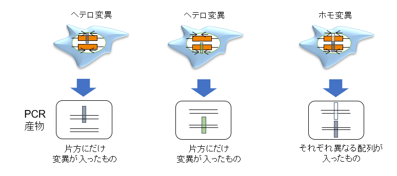 ゲノム編集のシーケンス解析時、変異が入った部位からピークが2つになるケースの例