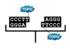 TOPO-TAクローニングサイト