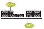 Directional TOPOクローニングサイト