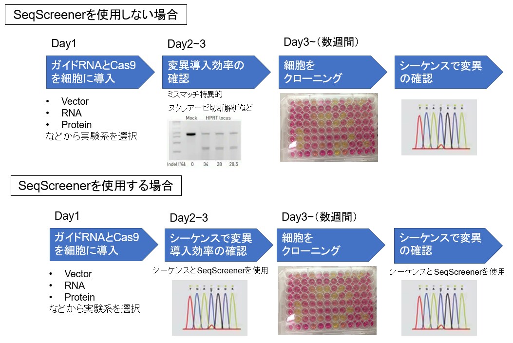トランスフェクションから変異確認までの流れ