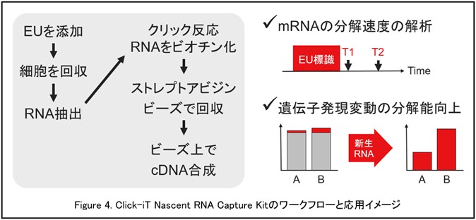 Click-iT Nascent RNA Capture Kitワークフローと応用イメージ