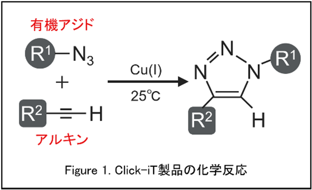 Click-iT製品の化学反応