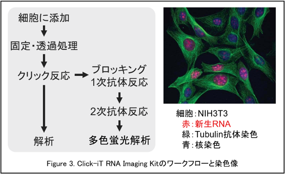 Click-iT RNA Imaging Kitのワークフローと染色像