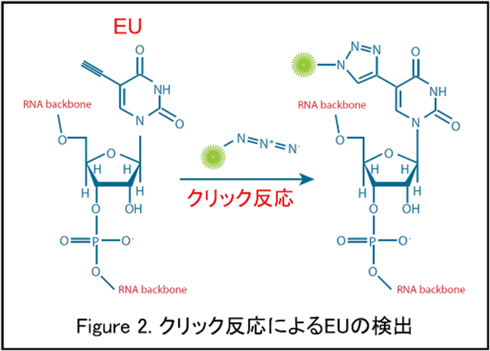 クリック反応によるEUの検出