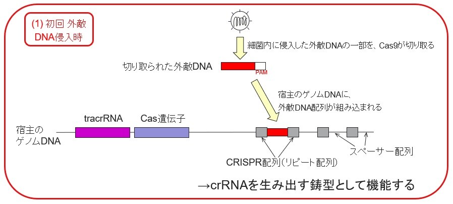 細菌におけるCRISPR/Cas9システム~初回 外敵DNA侵入時