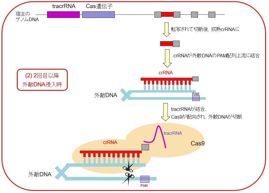 細菌におけるCRISPR/Cas9システム~2回目以降 外敵DNA侵入時(獲得免疫の作用)