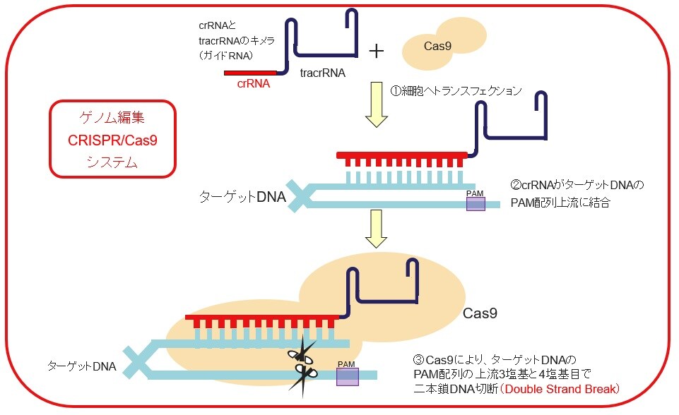 ゲノム編集CRISPR/Cas9システム