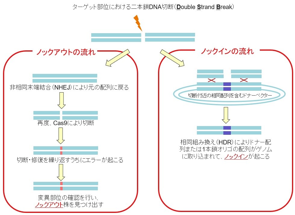CRISPR/Cas9切断後に変異が入る仕組み