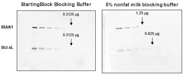 ブロッキング試薬の違いによる検出感度の違い（左：StartingBlock Blocking Buffer、右：市販のスキムミルク）