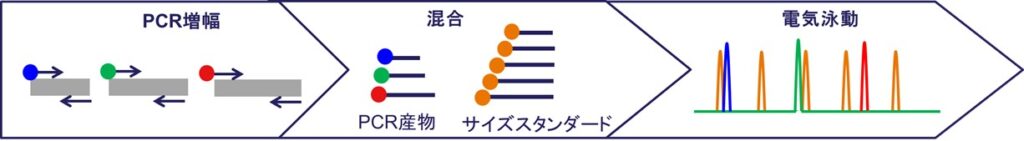 図1：フラグメント解析のワークフロー例