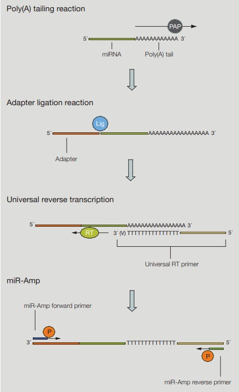 Advanced法の原理