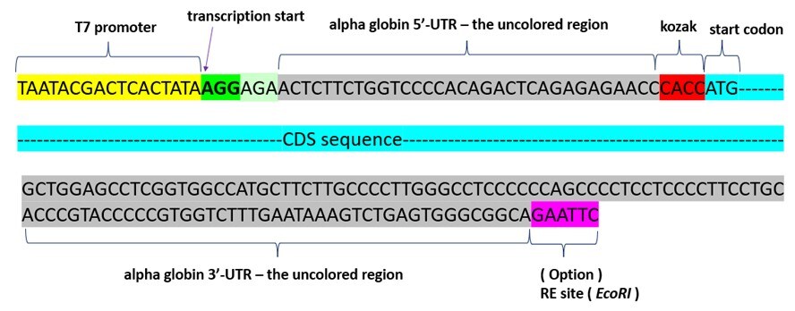 ヒトαグロビンUTRを用いた場合の配列例