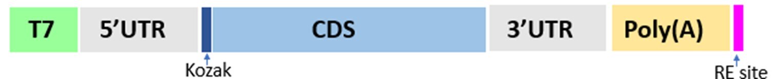 コンポーネントを含んだDNAテンプレート