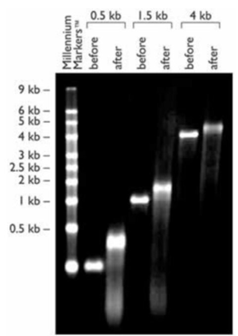 図1. Poly(A) polymeraseでPoly(A)テールを付加したmRNA の電気泳動図