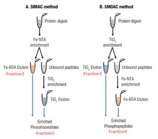 図4. A) SIMACとB) SMOACを利用した連続濃縮フロー