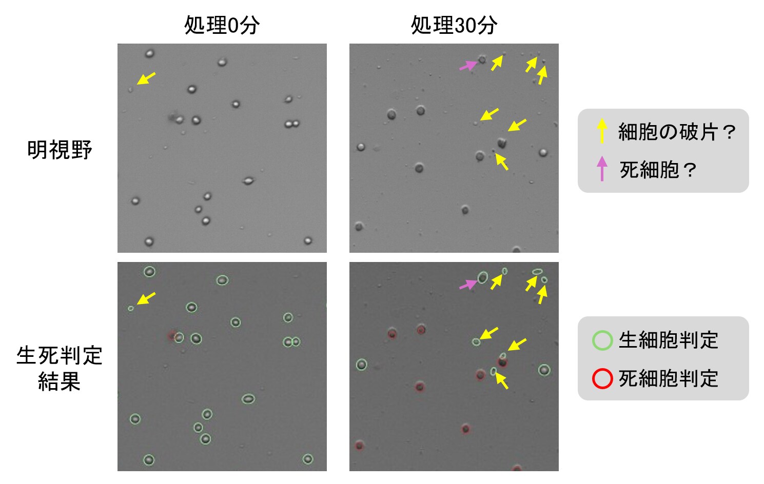 やってみた】細胞をTrypsinで処理しすぎてみた - Learning at the Bench