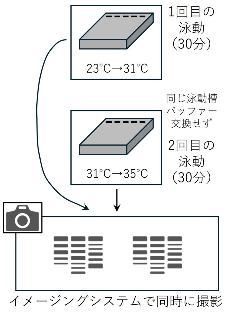 図3. 連続した泳動実験の概要