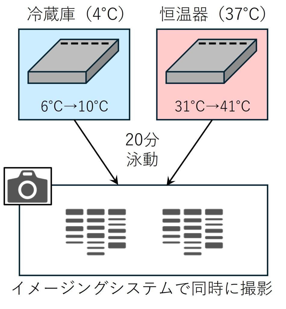 図1. 冷蔵庫と恒温器での実験概要