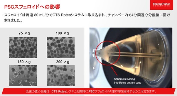 PSCスフェロイドへの影響