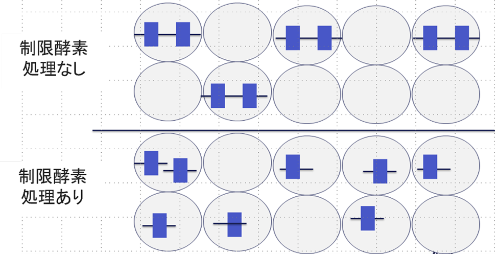図4. 制限酵素処理のイメージ図