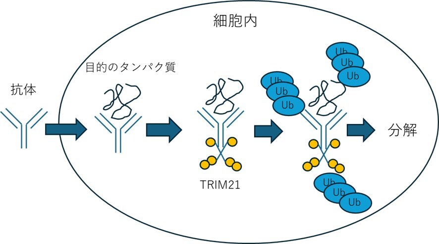  Trim-Awayの仕組み