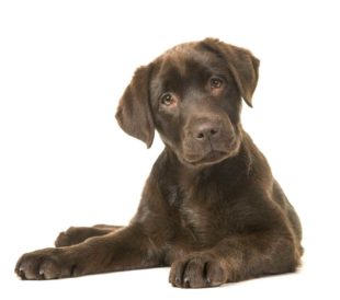 Happy #NationalDogDay!