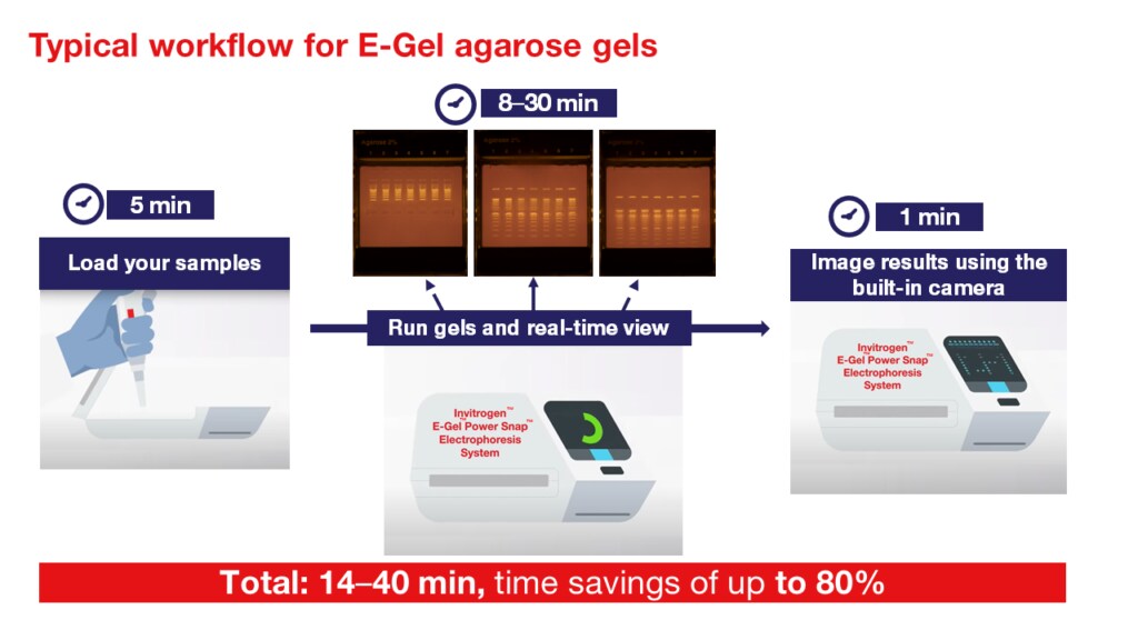 Typical workflow for E-Gel agarose gels illustration
