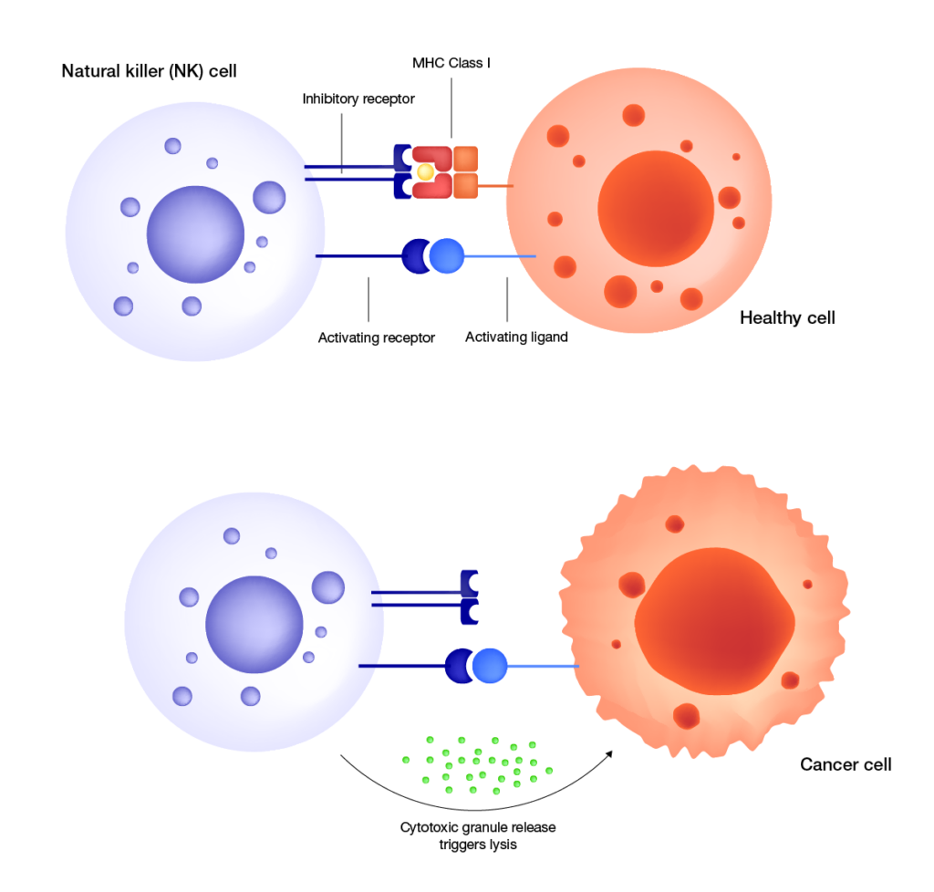 Natural killer (NK) activation mechanism. NK cells recognize target cells as healthy “self” through a net inhibitory signal mediated by MHC Class I molecules at the target surface. In a cancer cell that has lost inhibitory MHC Class I ligand signaling, NK signal balance shifts further towards activation via activating receptor induction. The activated NK cell releases cytotoxic granules to trigger target cell lysis.