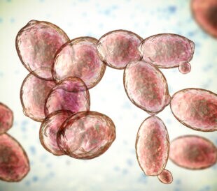 Illustration of yeast cells