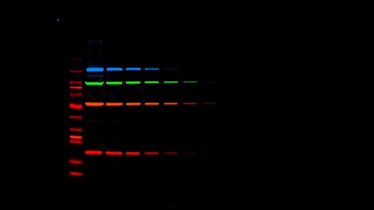 借助iBright的荧光多重检测技术，从样本中获取更多数据。多重检测可在单张印迹膜上捕获多达四种蛋白质，助力开展更具意义和代表性的实验，这是蛋白质印迹法（Western blot）发表论文的必备条件。