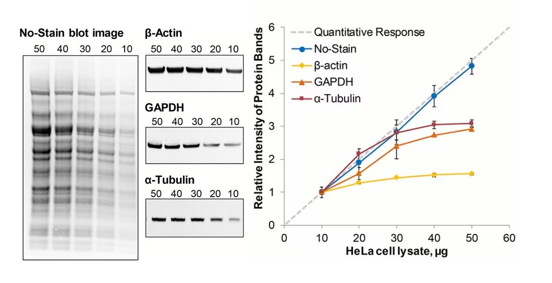 Figure 1. Total protein normalization using the No-Stain Protein Labeling Reagent