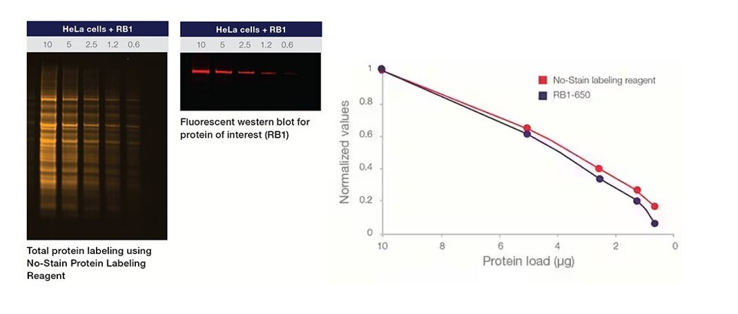 Figure 2. Quantitative western blot analysis using the No-Stain Protein Labeling Reagent and an iBright Imaging System