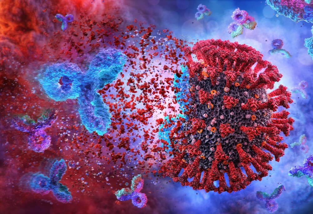 Illustration of an antibody attacking a coronavirus