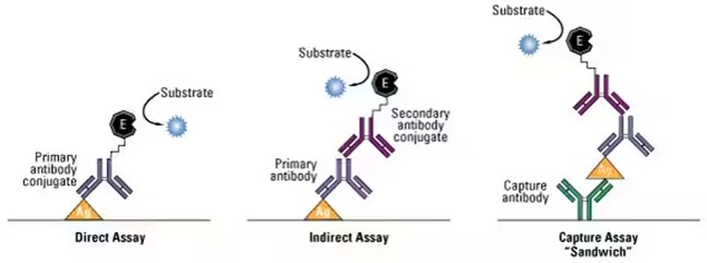 Diagram of common ELISA formats (direct vs. sandwich assays). In the assay, the antigen of interest is immobilized by direct adsorption to the assay plate or by first attaching a capture antibody to the plate surface. Detection of the antigen can then be performed using an enzyme-conjugated primary antibody (direct detection) or a matched set of unlabeled primary and conjugated secondary antibodies (indirect detection).