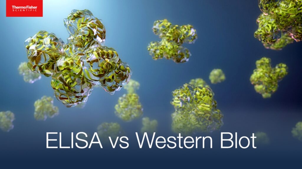 ELISA vs Western Blot