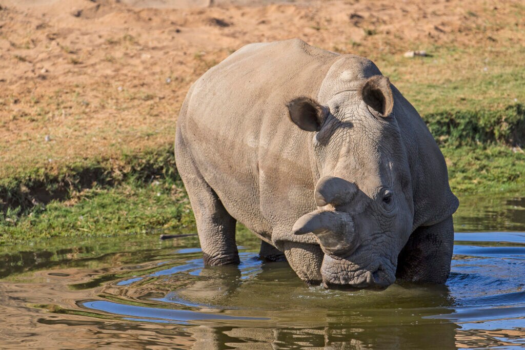 Nola, the northern white rhino, drinking from a waterhole at the San Diego Zoo Safari Park.