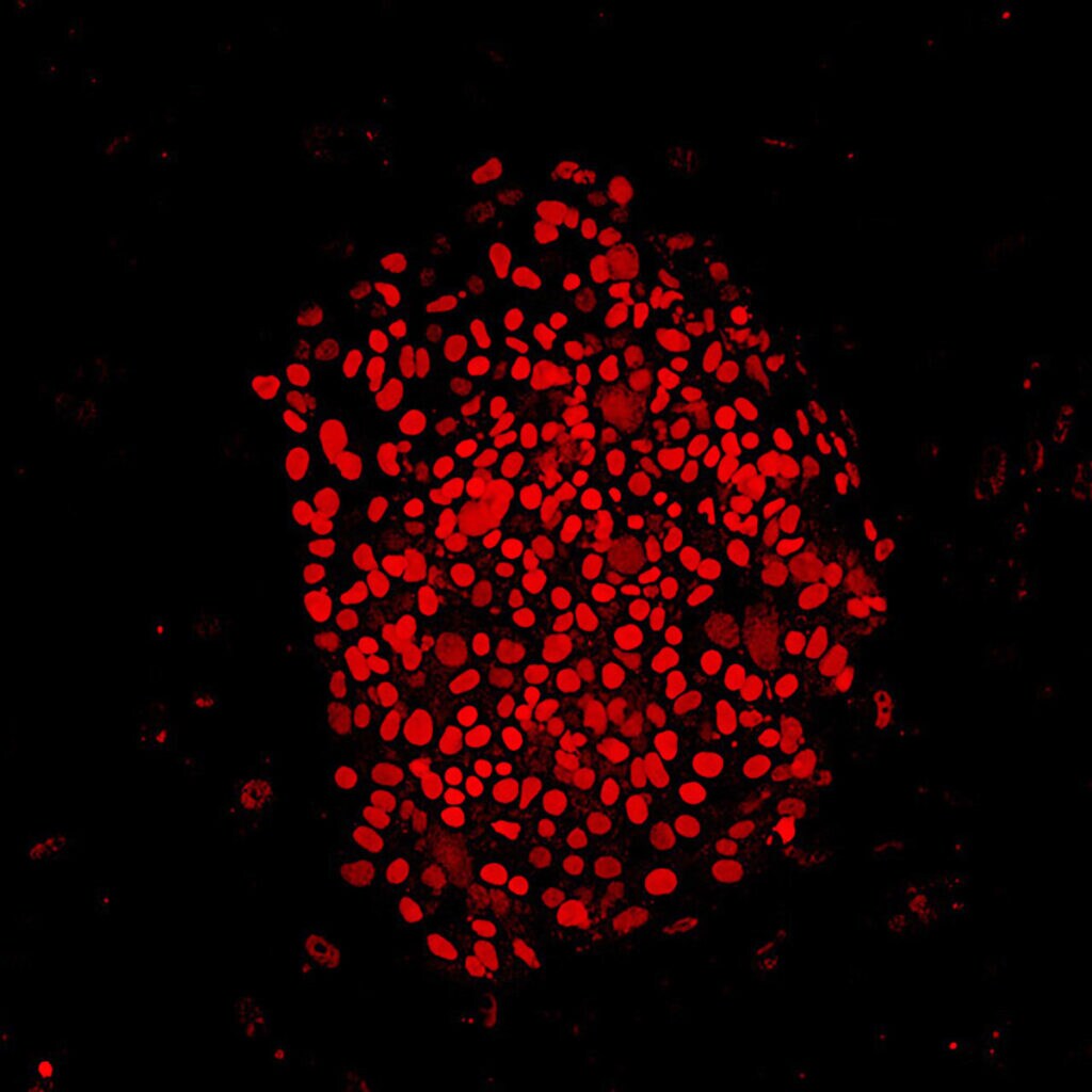 Rhino iPSCs 