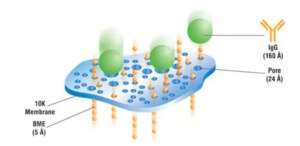 A dialysis membrane used in protein purification methods