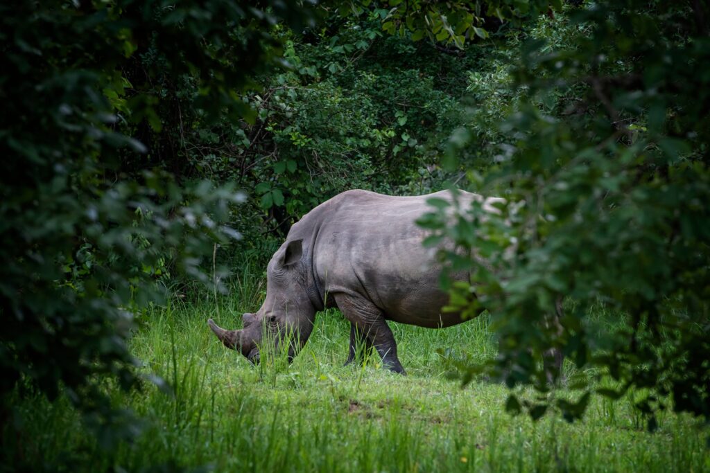 One of the last northern white rhinos at a Kenyan reserve