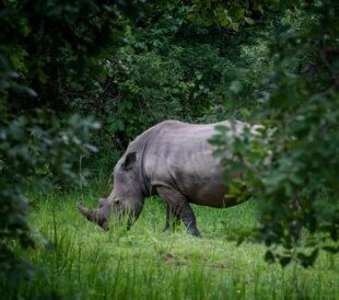 One of the last northern white rhinos at a Kenyan reserve