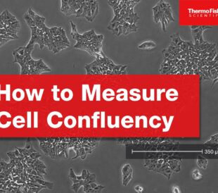 How to Measure Cell Confluency