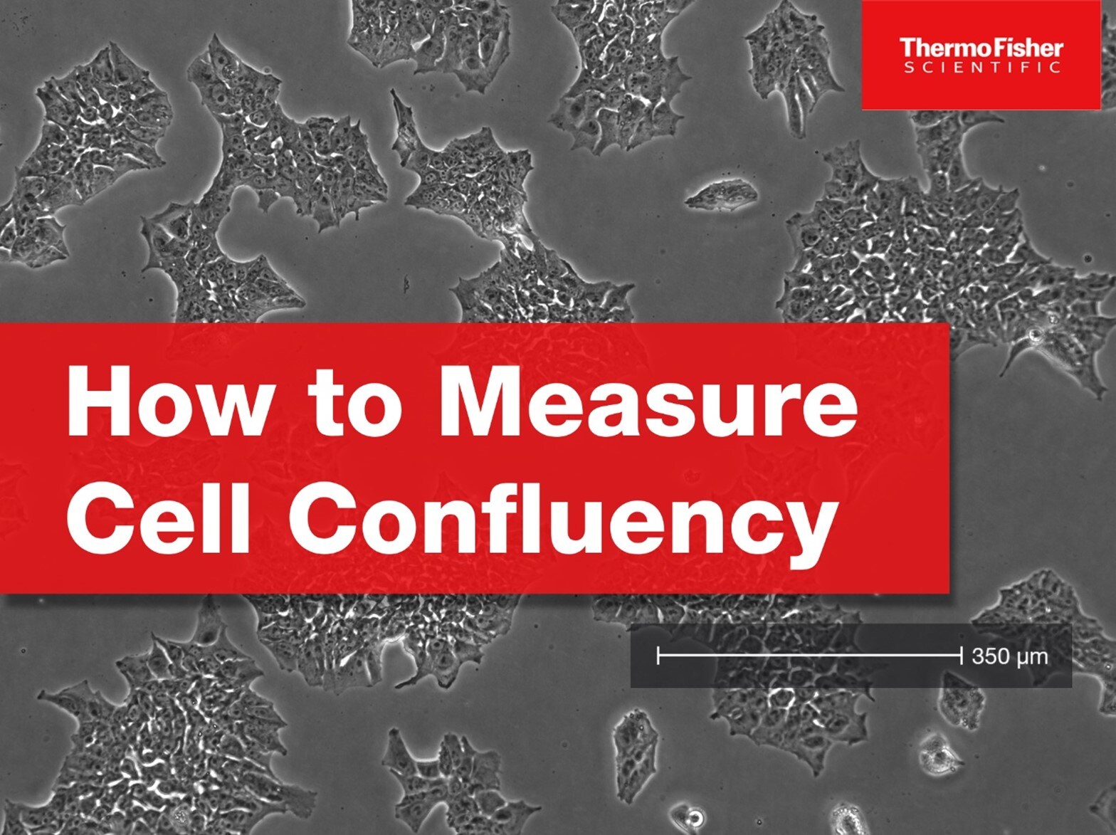 How to Measure Cell Confluency