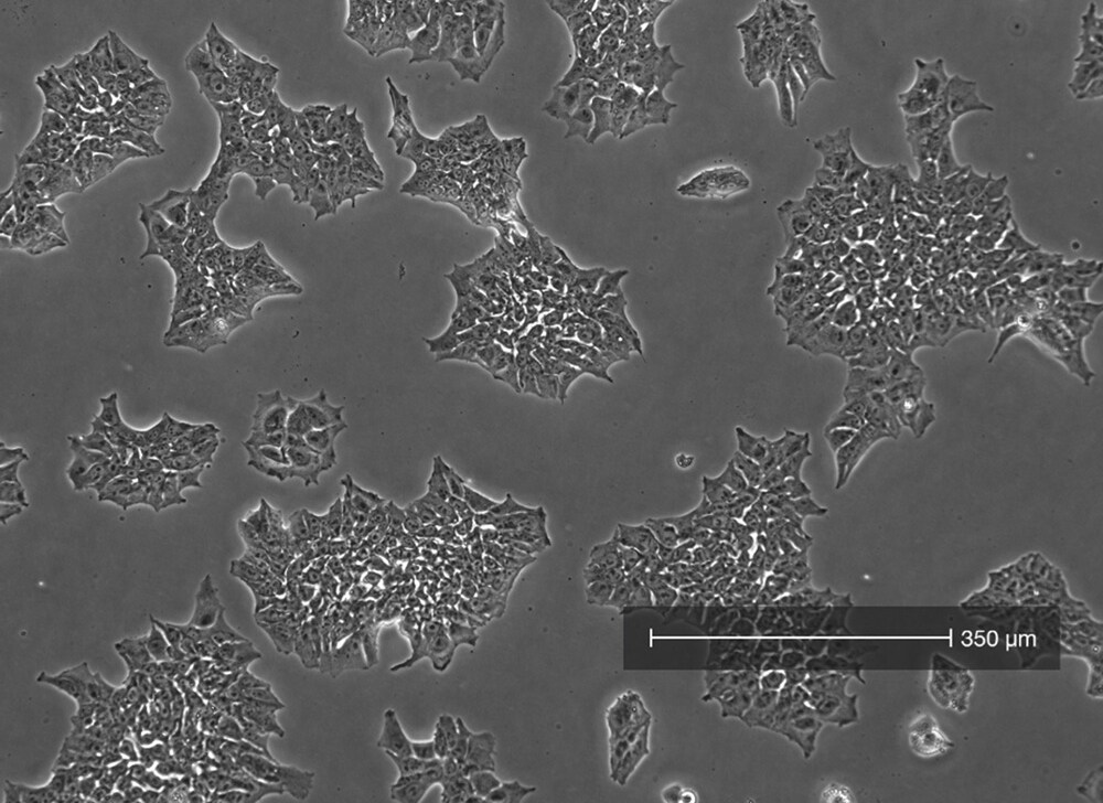 Cell confluency view