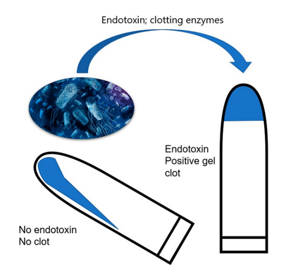 Endotoxin gel clot reaction (LAL testing)