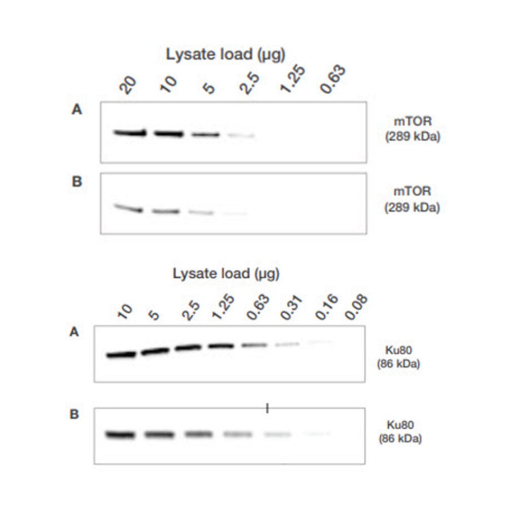 Figure 3. Chemiluminescence detection of mTOR and Ku80 in a dilution series of HEK293 cell lysates. Title: Comparison of dry (A) and wet (B) blot transfers of mTOR, a large 289 kDa protein, and Ku80, an 86 kDa smaller sized protein. The top blots (A) were performed using the iBlot3 dry blot system. The bottom blots (B) were performed using traditional wet transfer.