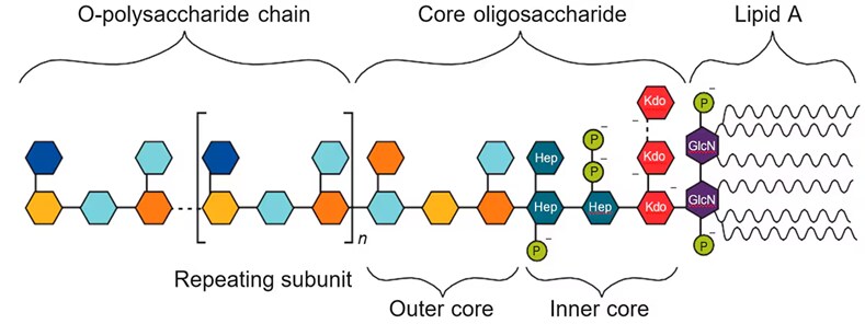 Bacterial endotoxin molecular structure