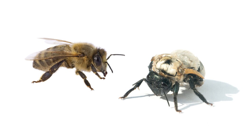 Healthy versus diseased bees 