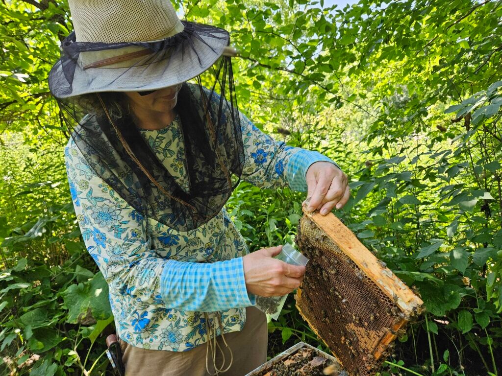A beekeeper collecting bees from the hive for sampling
