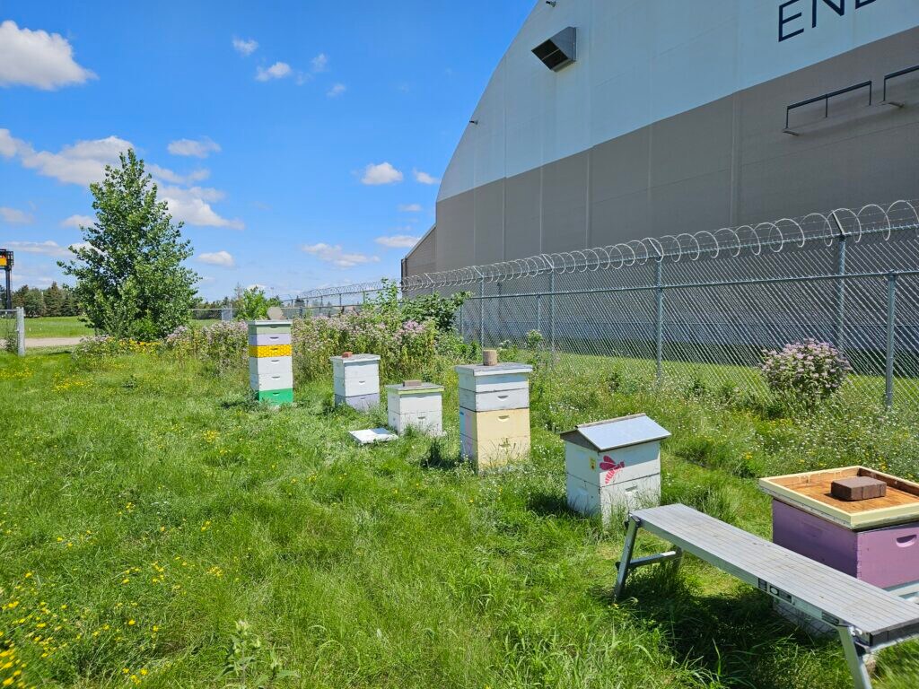 University of Minnesota Bee Vets apiary 